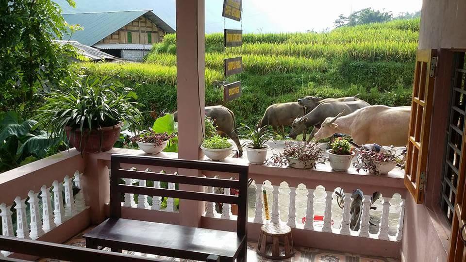 Ta Van Green Hills Homestay Sa Pa Extérieur photo